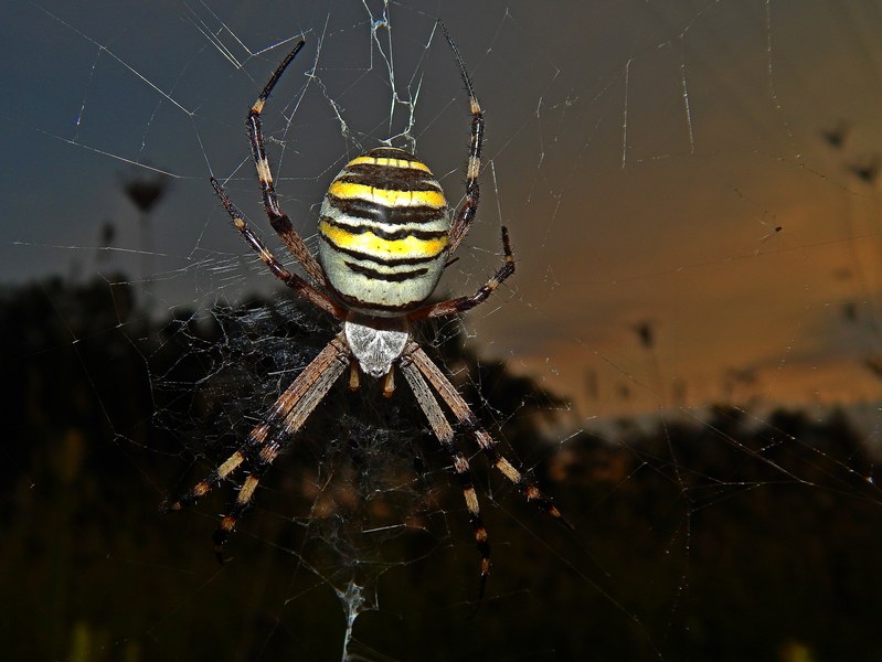 Il tramonto dell''Argiope...